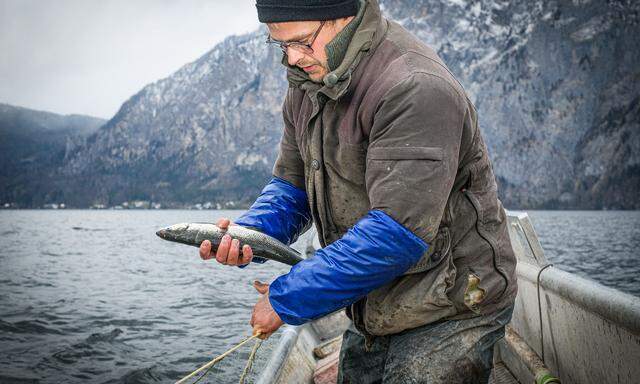 Der neue Traunsee-Fischer: Benjamin Mayr (34) hat sich das meiste selbst beigebracht. „Da ist auch viel schiefgegangen.“  
