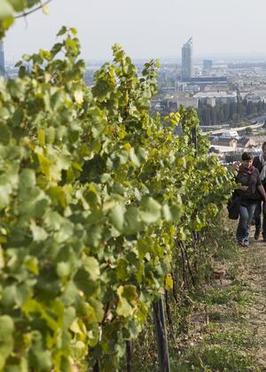 Fixpunkt im Wiener Herbst: Die Weinwandertage an diesem Wochenende.