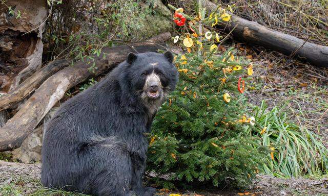 Frühe Bescherung für den Brillenbären in Schönbrunn. Der Zoo hat am 24. Dezember bis 16.30 Uhr geöffnet.