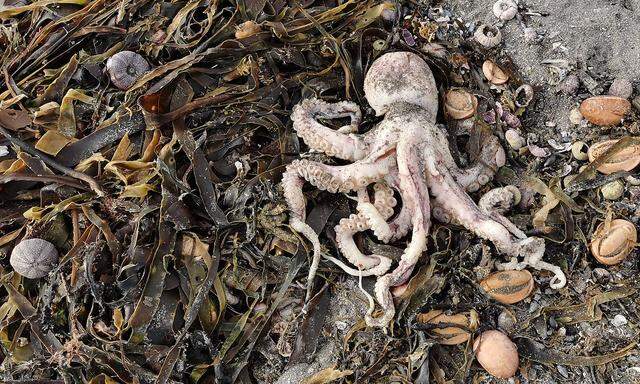 Ein toter Oktopus an der Küste von Kamtschatka.