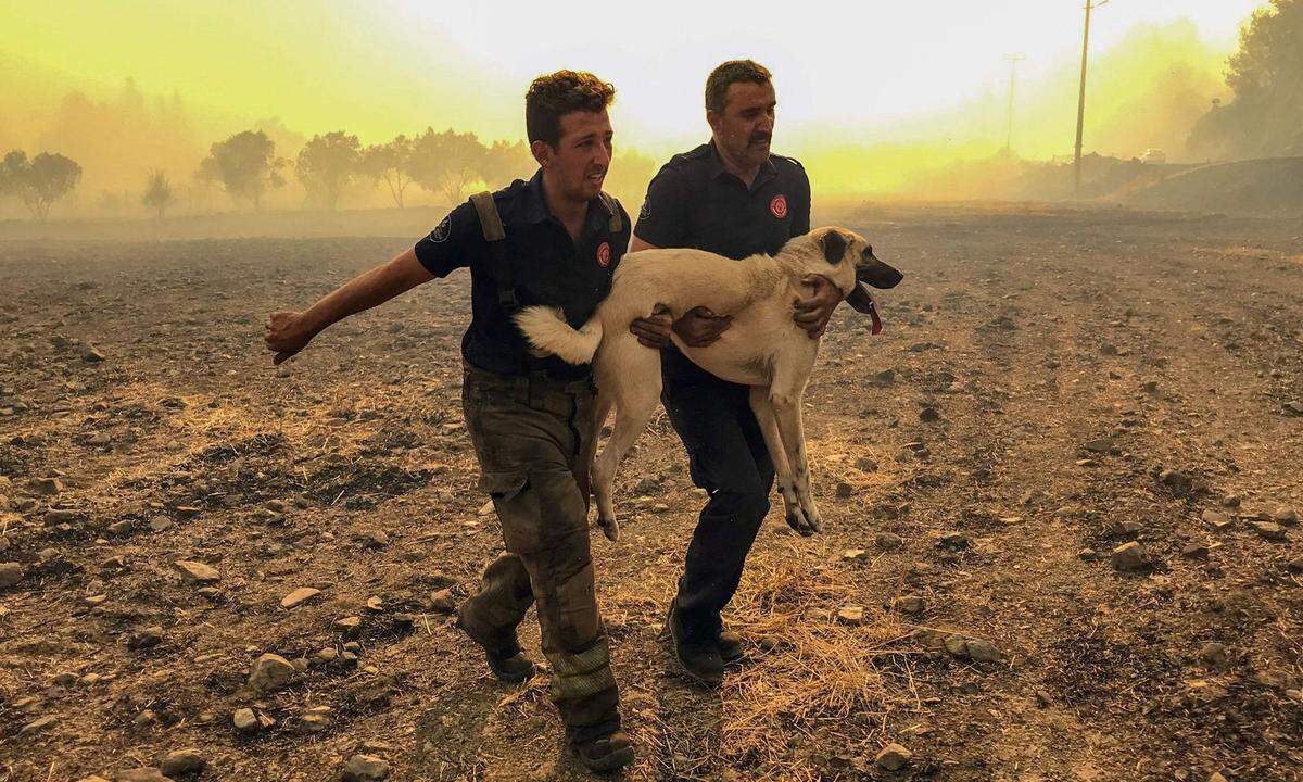 "Die Wälder in der Mittelmeerregion werden von einer neuen Generation von Bränden heimgesucht", hieß es in einer Mitteilung des WWF. Im Bild: Rettungsaktion für einen Hirtenhund in Mugla.