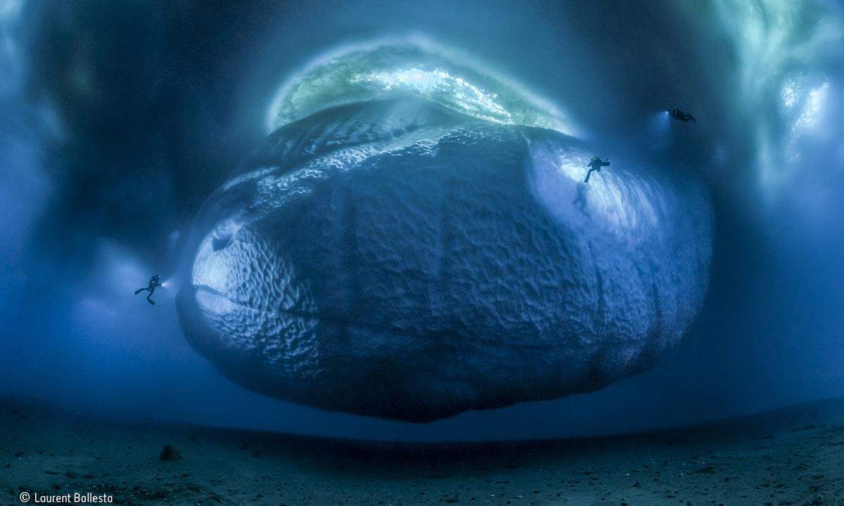 Titel: "Das Eismonster". Das Fotografenteam arbeitete von eines Basis in der östlichen Antarktis aus und wollte die Auswirkungen der globalen Erwärmung festhalten. Das Schelfeis schmilzt schneller als bisher von Experten angenommen, der Meeresspiegel steigt dadurch dramatisch an. Laurent Ballesta fotografierte hier den Teil des Schelfeises, das sich unter Wasser befindet: Der Eisberg steckt in der Eisplatte, schwebt wie ein eingefrorener Planet. Laurent Ballesta gewann den Preis in der Kategorie "Lebenswelten der Erde". Wildlife Photographer of the Year wird vom Natural History Museum in London entwickelt und produziert.