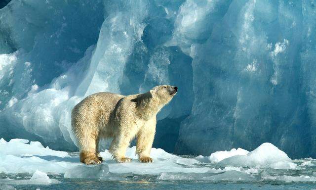 Eisbären zählen zu den bedrohten Tieren.