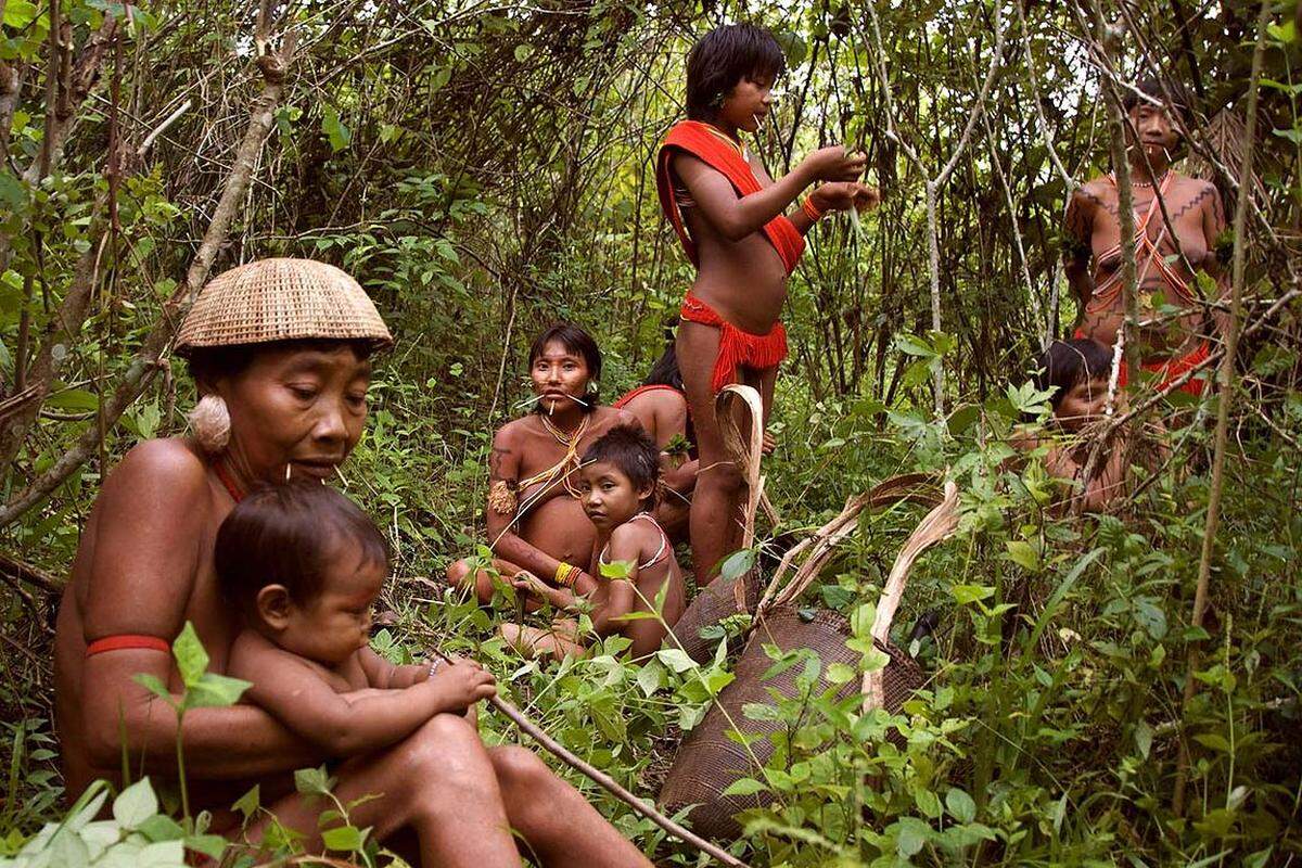 Yanomami-Jungen lernen Tierfährten zu lesen, benutzen Pflanzensaft als Gift und erklimmen Bäume, indem sie ihre Füße an Lianen binden.