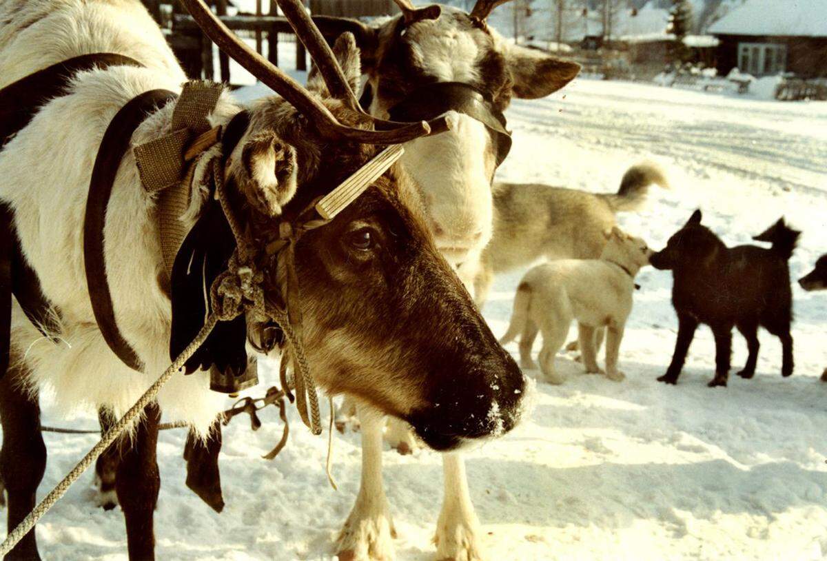 Im auch in Österreich immer populäreren Mythos des Weihnachtsmanns dürfen Rentiere nicht fehlen. Die Säugetiere aus der Familie der Hirsche bilden seit jeher die Lebensgrundlage für indigene Völker. Die Hilfsorganisation Survival International setzt sich für die Rechte der indigenen Rentierhirten in Sibirien und der Innu im Nordosten Kanadas ein.  Im Folgenden werden zwölf Geschichten rund um das Rentier enthüllt.© Raipon / Survival