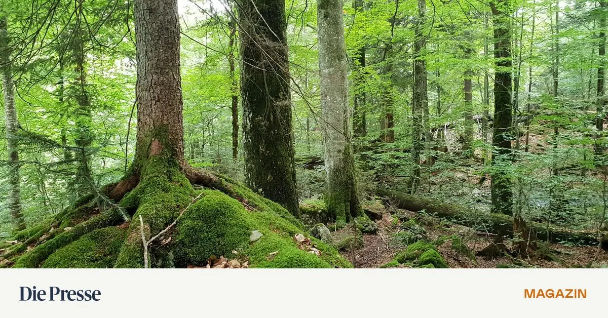 Der-Rhythmus-der-B-ume-wirkt-auf-uns-Menschen-premium-