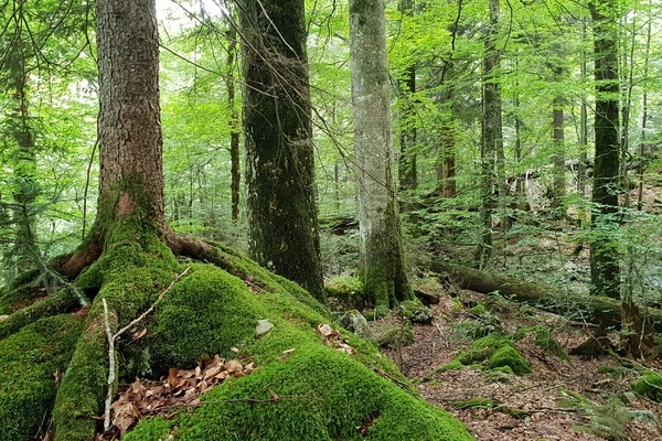 Urwald Der Rhythmus der Bäume wirkt auf uns Menschen – DiePresse.com
