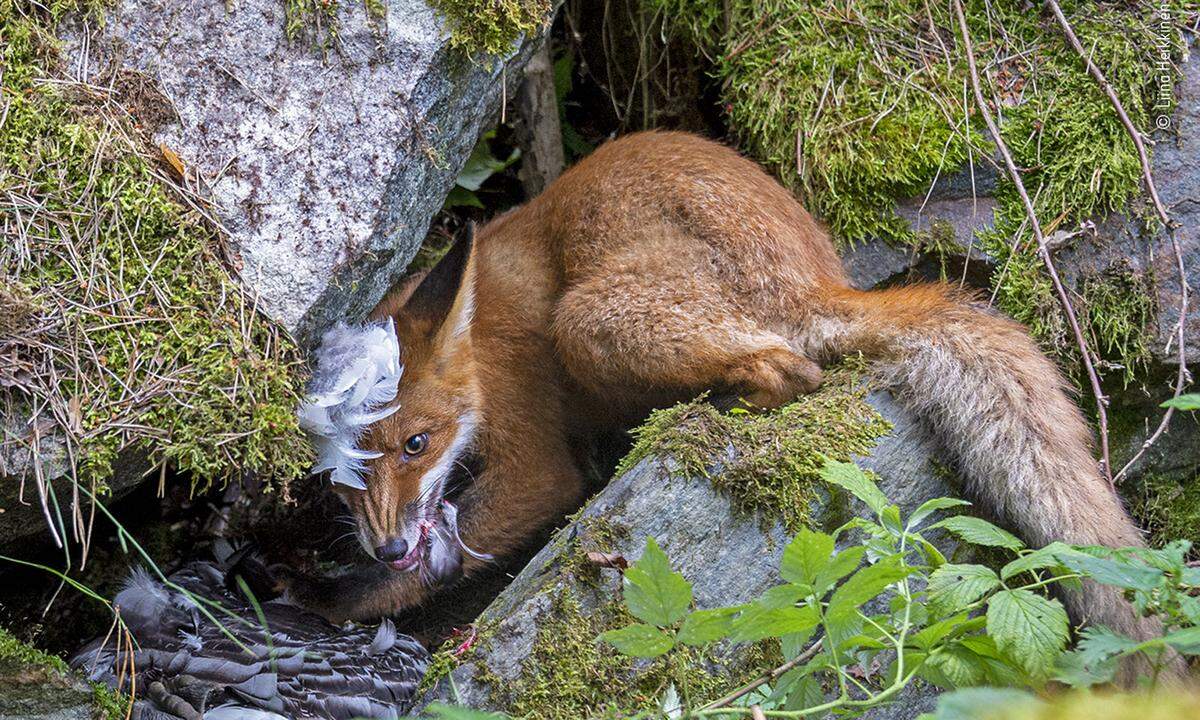 Die 17-jährige Norwegerin Liina Heikkinen darf sich "Young Wildlife Photographer" nennen: Ihr prämiertes Foto zeigt einen Fuchs, der eine Gans zerreißt und seine Beute nicht teilen möchte.