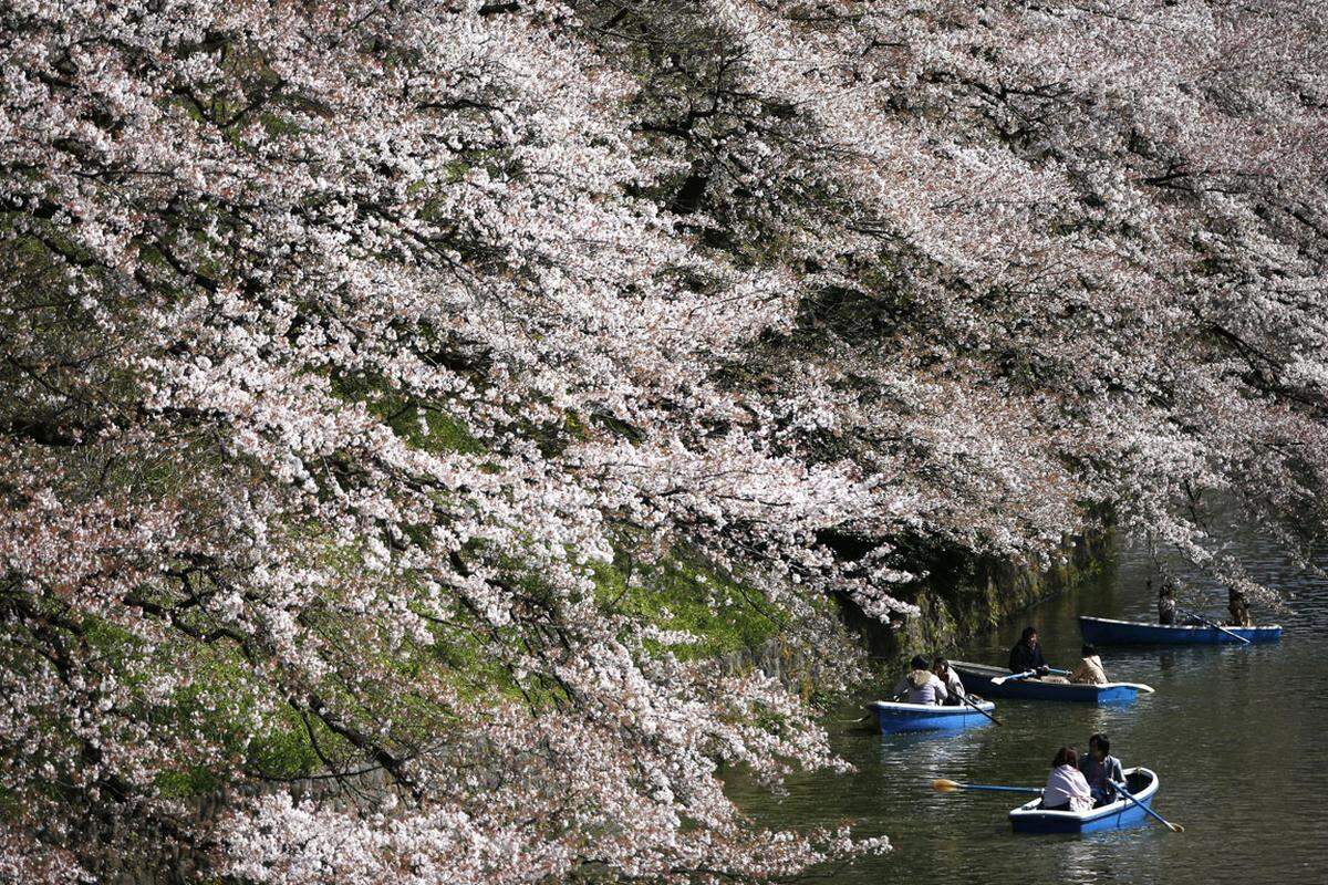 Die japanische Kirschblüte beginnt Mitte März in Fukuoka und wandert durch den Nordosten des Landes, bis sie etwa Anfang Mai in Sapporo ankommt.