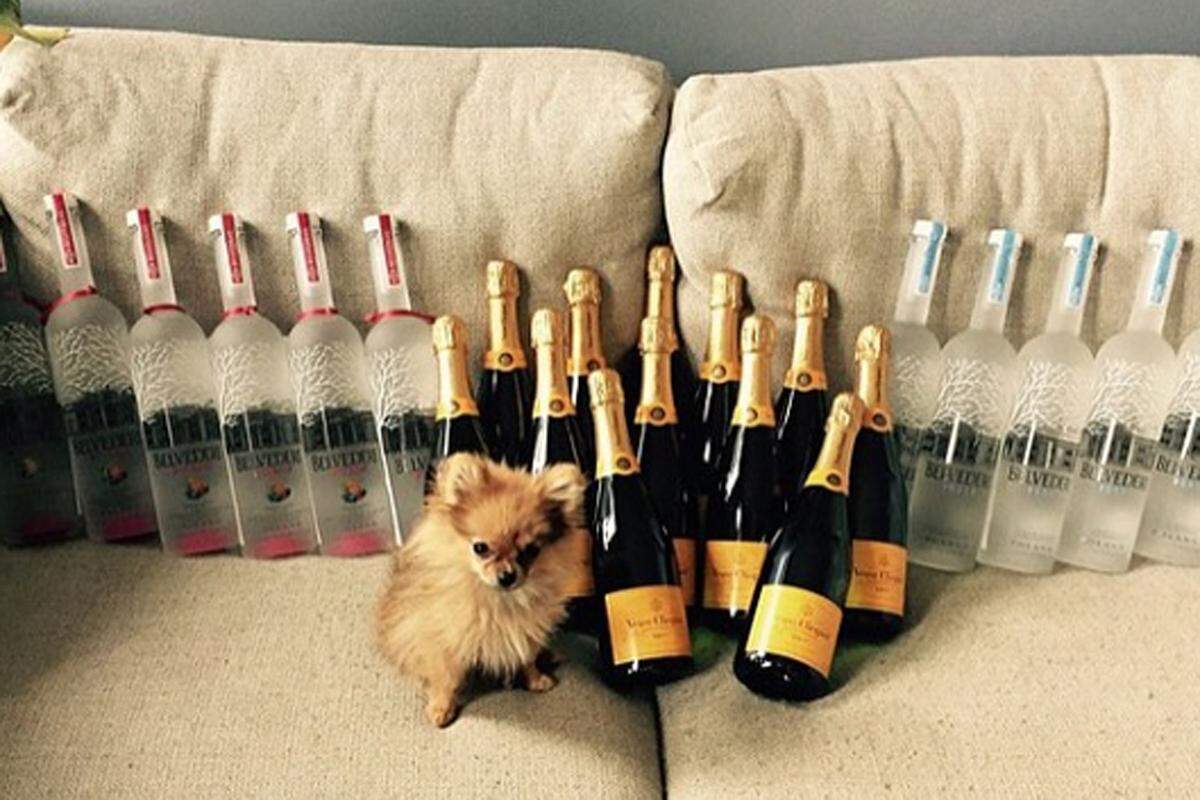 Ihre tierischen Gefährten hingegen schon, wie ein Betreiber dem Online-Magazin "Bento" bestätigt. Bereit für eine Partynacht ist dieser kleine Vierbeiner - ob dem Hund die Champagner-Sause Hund wirklich gefällt?
