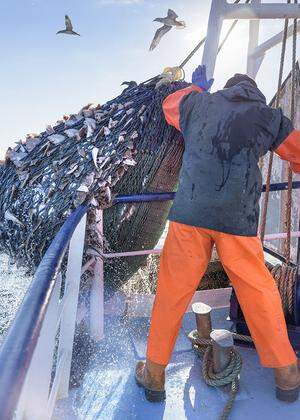Kleine Fische, großes Konfliktpotenzial: Beim Zugang zu britischen Gewässern ist Streit programmiert.