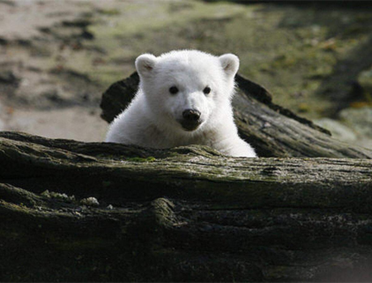 Der von seiner Mutter verstoßene Knut zeigte dabei eindrucksvoll, dass er durch die liebevolle Aufzucht im Zoo zu einem quicklebendigen Neun-Kilo-Baby herangewachsen ist.