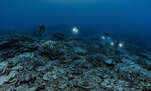 Vor der Küste Tahitis wurde ein Korallenriff entdeckt.