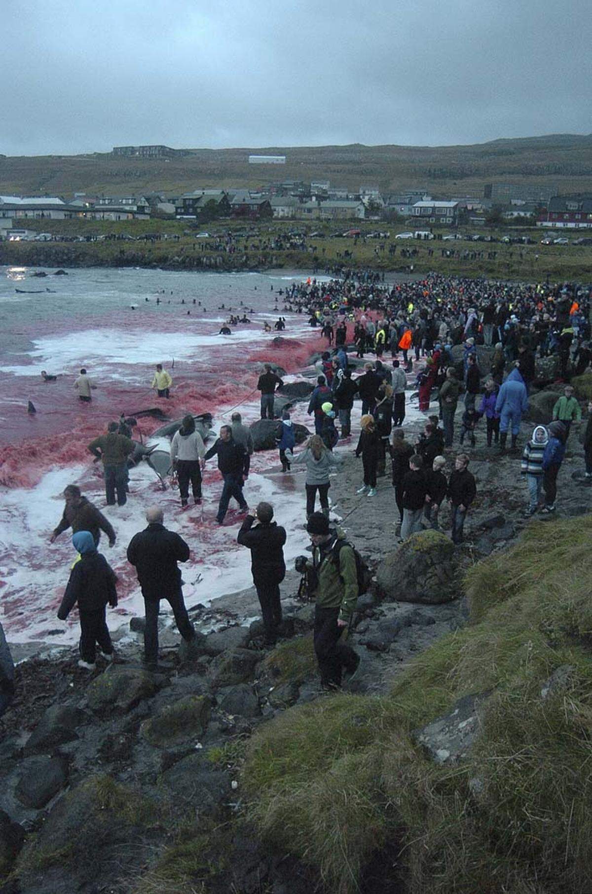 Geben die Behörden grünes Licht, wird das im Radio bekanntgegeben - der "Grindaboð", der Ruf zur Jagd, erklingt. Viele Färinger lassen heute noch alles liegen und stehen und kommen in eine der 17 gesetzlich festgelegten Buchten, um sich einen Teil des Walfleisches zu holen.