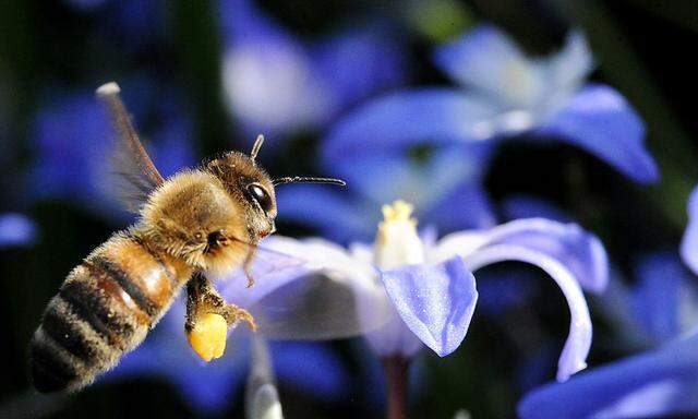 Bienen-Sterben: Auch in den USA werden Neonicotinoide zum Thema.