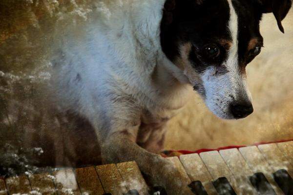 "Heart of A Dog": Kanadische Doku von Laurie Anderson.