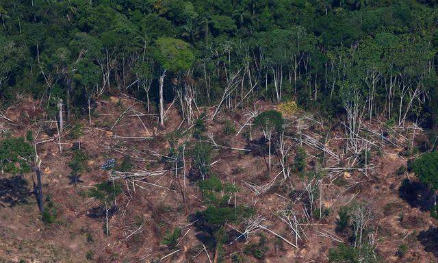 Geschlägerter Waldteil im März, in der Nähe des Amazonas