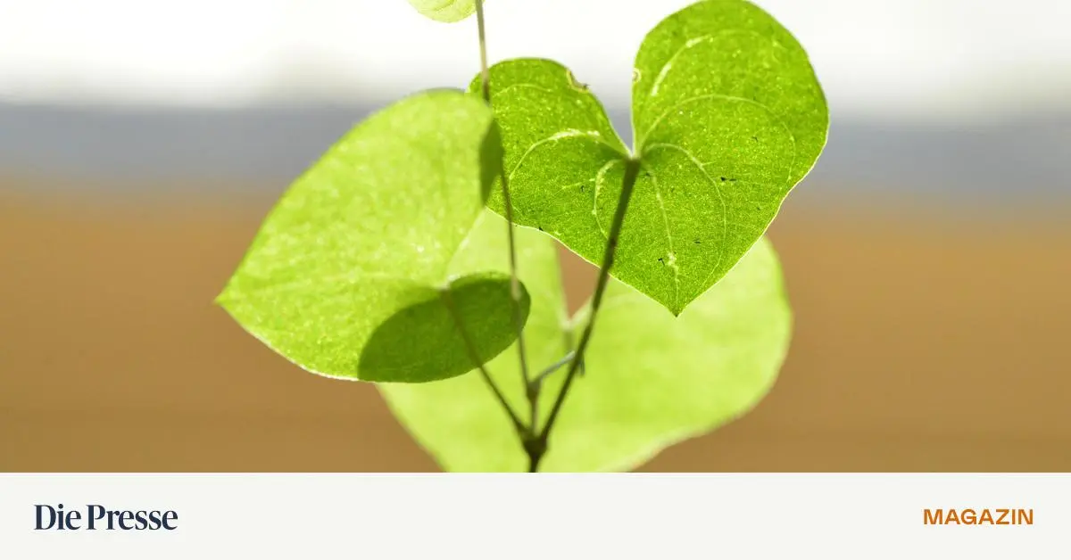 rosenk-fer-unerfreuliche-hinterlassenschaften-im-blumentopf-und-wie-man-sie-los-wird-premium