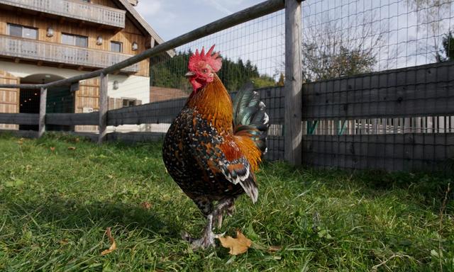 Hühner können ähnlich wie Menschen bei Aufregung rot werden.