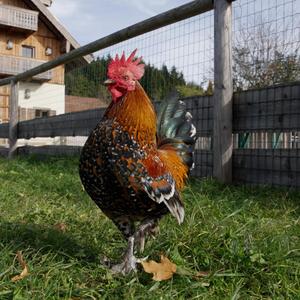 Hühner können ähnlich wie Menschen bei Aufregung rot werden.