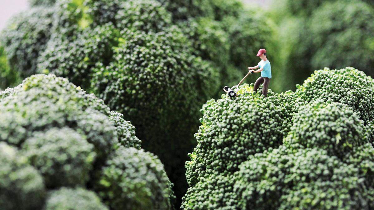 Der Fotograf Christopher Boffoli lebt und arbeitet in Seattle - dort spielt er auch gern mit seinem Essen. Seit Ende 2002 fotografiert Boffoli kleine Charaktere in Lebensmittel-Landschaften. Im Bild: Broccoli Mower. Douglas stubbornly refused to accept his wife's opinion that he had let the lawn go too long without attention.