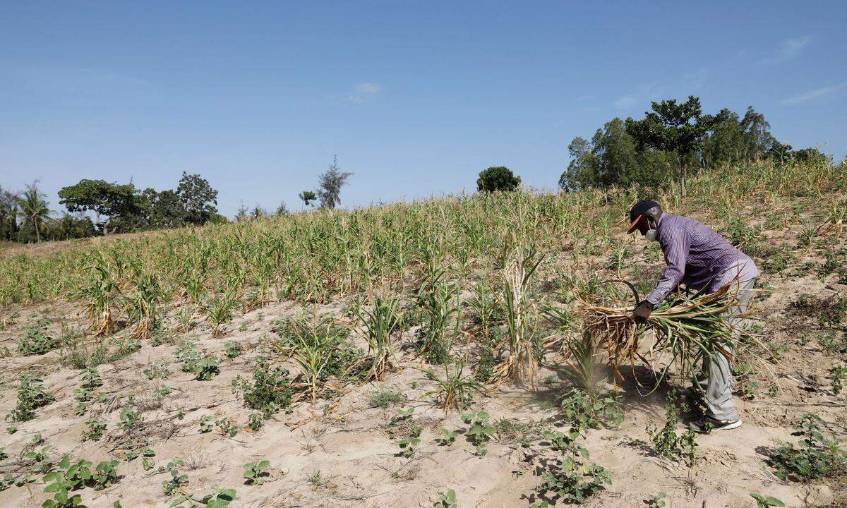 Kenyan farmer Bernard Mbithi uproots a field he was growing maize in Kilifi county