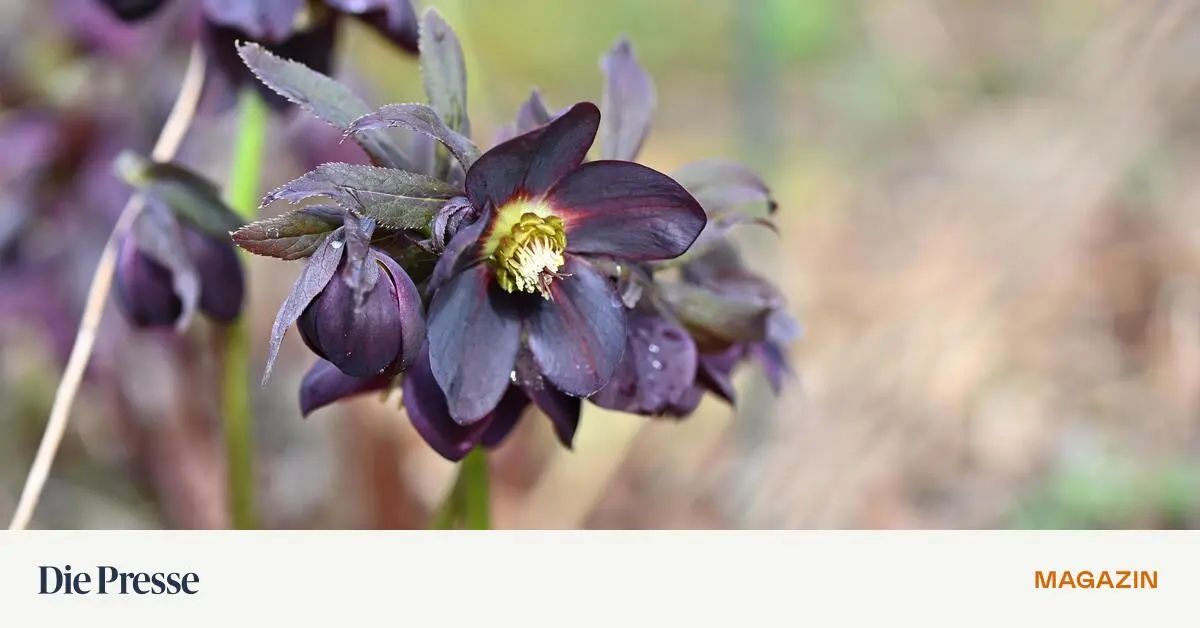 Lenzrosen-Elfenblume-Beim-Zur-ckschneiden-von-Fr-hbl-hern-darf-es-radikal-zugehen-premium-