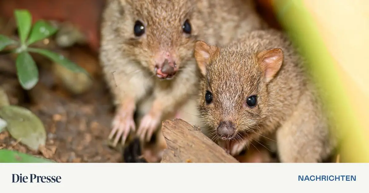 B-rstenschwanz-K-nguru-im-Haus-des-Meeres-geboren