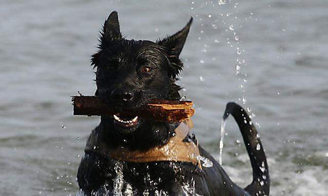 Ein Hund apportiert am Dienstag, 6. Oktober 2009, bei Temperaturen um die zwoelf Grad Celsius einen S