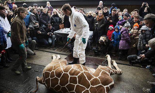 Vor zahlreichen Zoo-Besuchern zerlegten die Ärzte des Kopenhagener Zoos den Kadaver von Giraffe Marius.