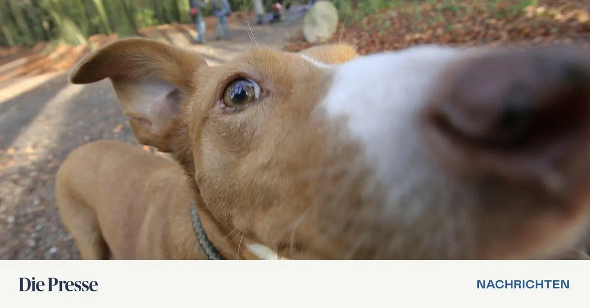 K-nnen-Hunde-Angst-bei-Menschen-riechen-premium-