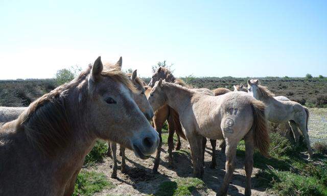 Camargue: Pferde, Stiere - und das Licht.