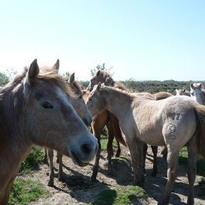 Camargue: Pferde, Stiere - und das Licht.