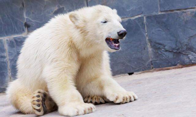 Laut Studien könnten bis 2100 die meisten Eisbärpopulationen zusammenbrechen.