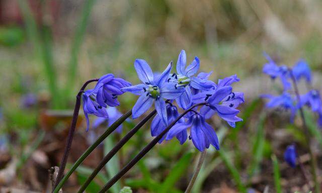 Blausternchen zählen zu den kleinsten Frühlingsblühern.