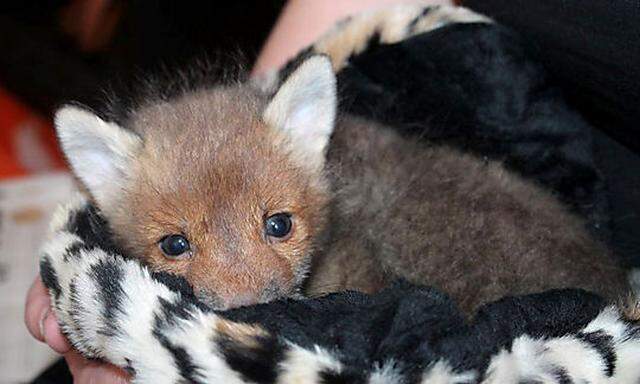 Archivbild: In einem Wohnpark in Wien-Liesing haben Passanten im April ein Fuchs-Baby entdeckt.