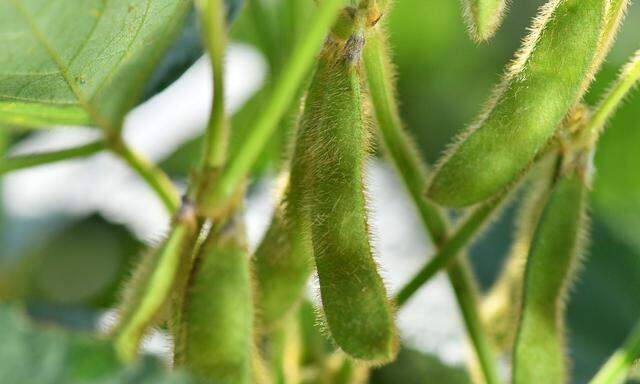 Nach 25 Jahren Forschermühen gedeihen erste ertragreichere Nutzpflanzen: Sojabohnen. 