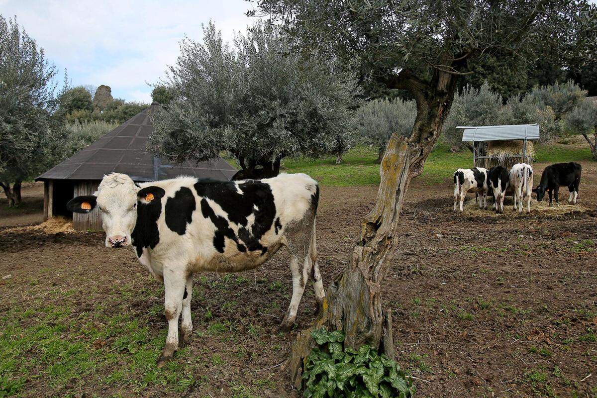 25 Hektar davon gehören zu einem kleinen vatikaneigenen Bauernhof mit Milchvieh, Olivenbäumen und Obstanbau.