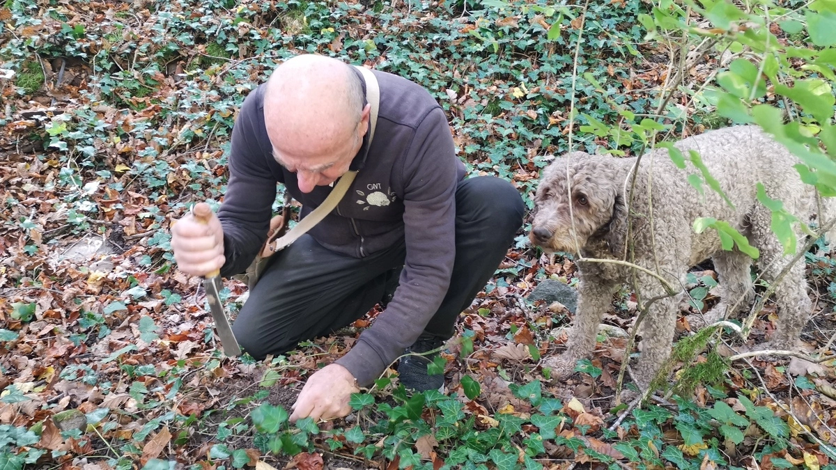 Finding truffles like lightning