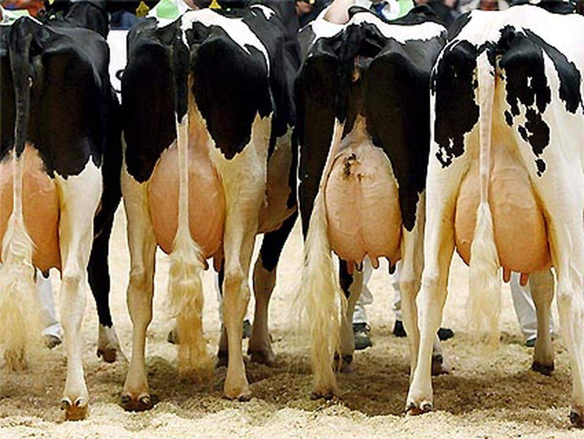 Der U-Ausschuss untersuchte den Skandal um den Milchwirtschaftsfonds: Dieser hatte laut Rechnungshof Konsumenten mit überhöhten Preisen um mehr als 1 Million Schilling geschädigt.