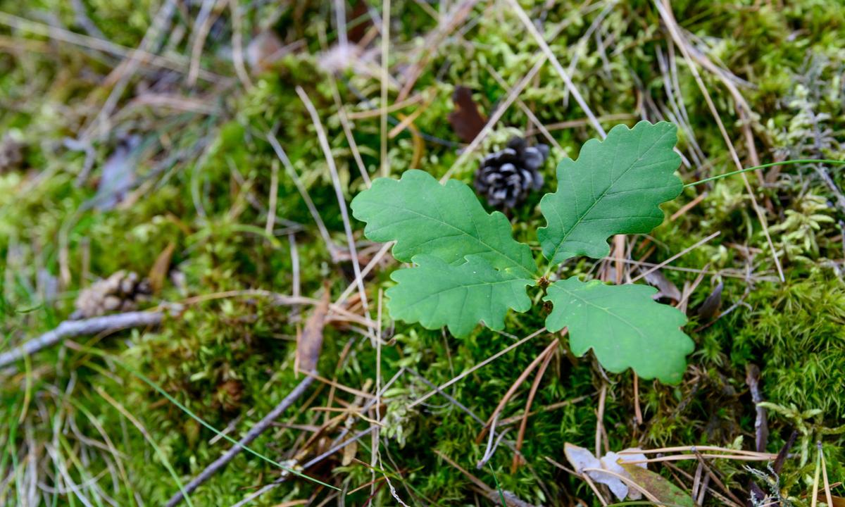 Naturverjüngung: eine kleine Eiche.