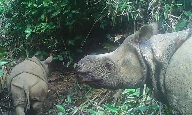 Eines der Bilder aus im Ujung Kulon Nationalpark installierten Kameras, das vom Umweltministerium veröffentlicht wurde.