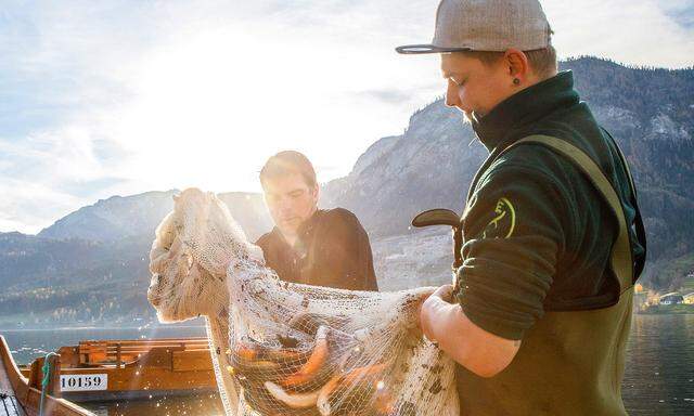 Frisch. Im Salzkammergut gibt es noch die traditionelle Seefischerei – mit Netzen und auf den langen Plätten.
