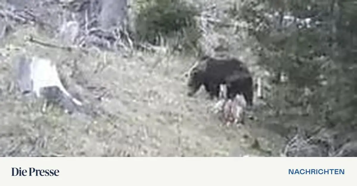 Junger Braunbär in Kärnten gesichtet | DiePresse.com