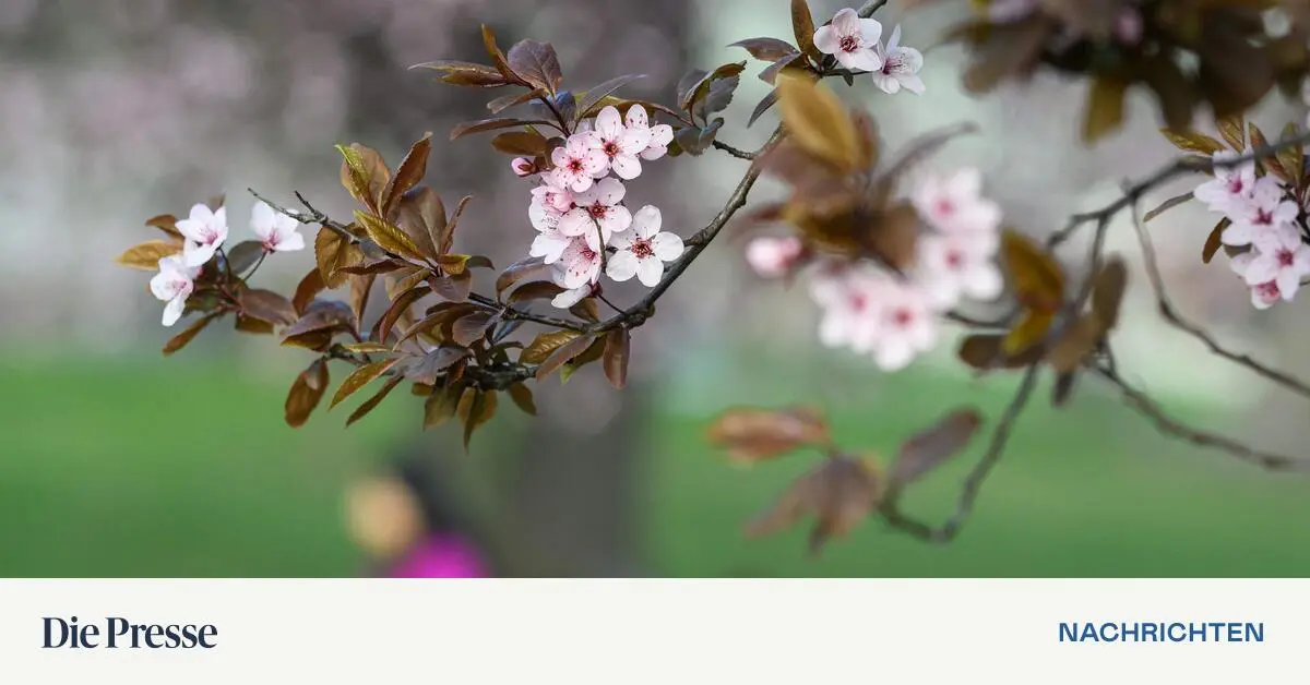 Die-Karwoche-beginnt-k-hl-ab-Gr-ndonnerstag-wird-es-fr-hlingshafter