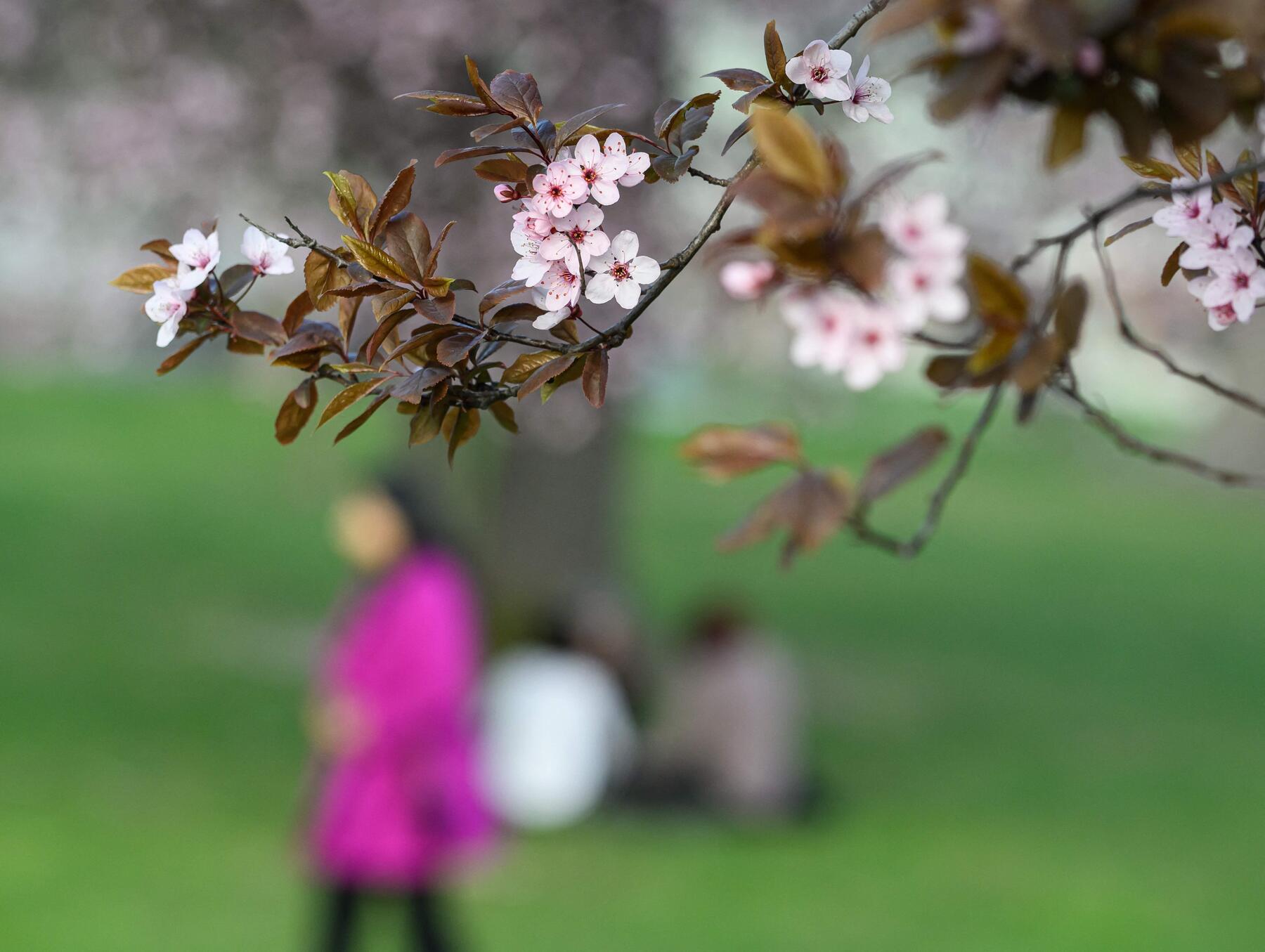 Die Karwoche beginnt kühl, ab Gründonnerstag wird es frühlingshafter