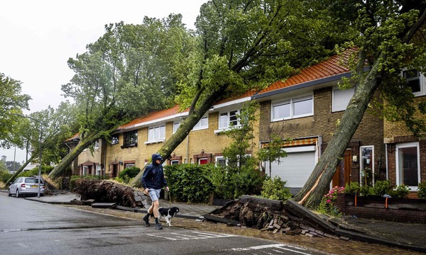Umgestürzte Bäume nach dem Sturm in Harleem.