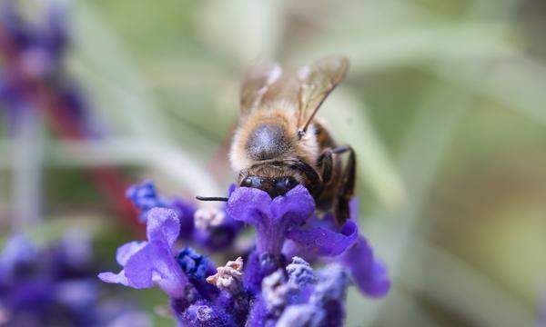 Eine Biene nascht an einer Lavendelblüte