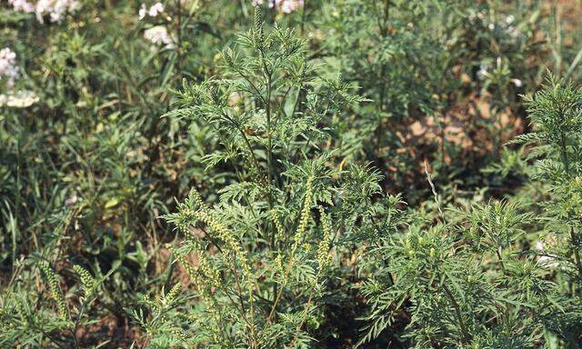 Ragweed, das Traubenkraut aus den USA, nistet sich vor allem auf wenig bewachsenen Flächen ein.