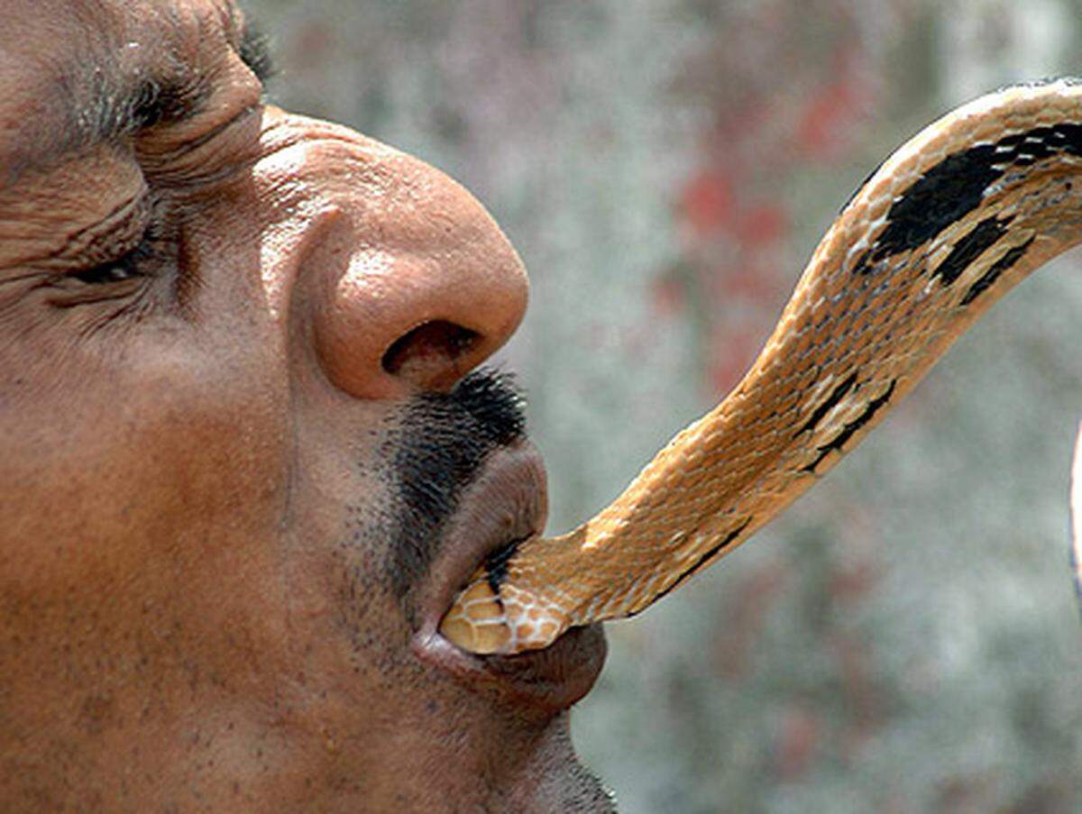 Im Irak ist es gesetzlich verboten, an Sonntagen Schlangen zu verspeisen.